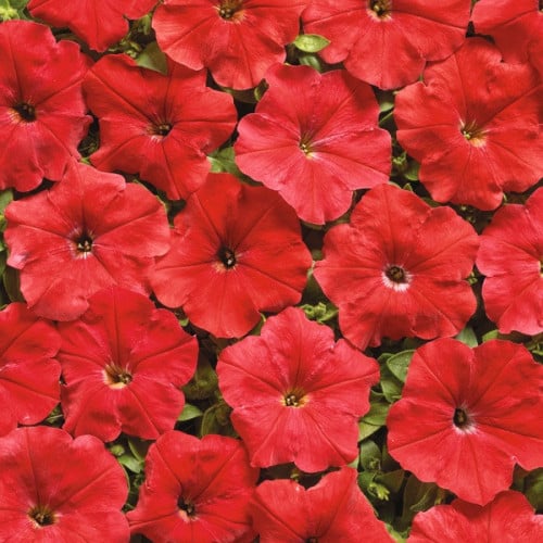 بذور بتونيا احمر هجين F1