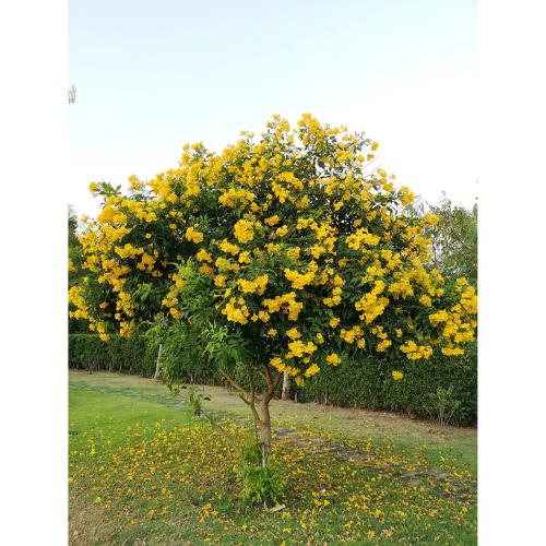 بذور شجرة التيكوما