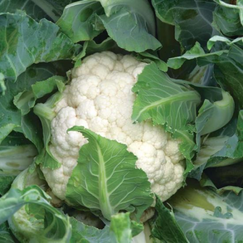 بذور زهرة كاسبر هجين F1