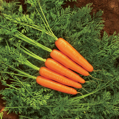 بذور جزر نانتس هجين F1