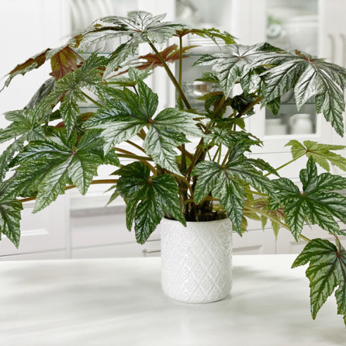 بذور البيجونيا