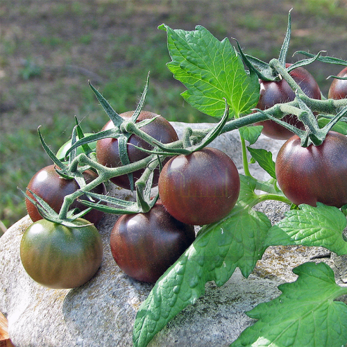 بذور طماطم شوكلاتة شيري