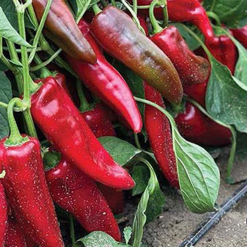 بذور فلفل كابية