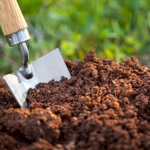 سماد بقري عضوي معالج