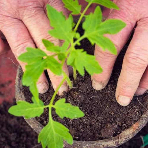 تربة بذرات الزراعية "جاهزة للاستخدام"