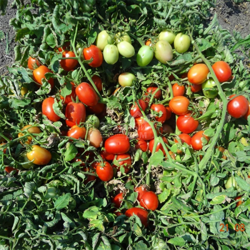 بذور طماطم بي تي هجين F1