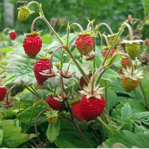 بذور فراولة آلبين