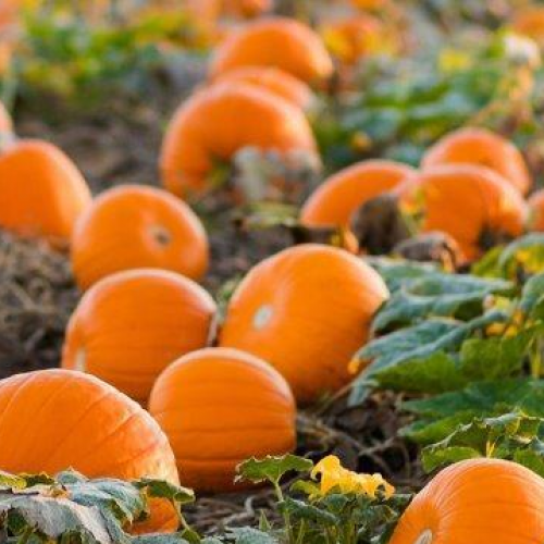 بذور قرع جاسبير هجين F1