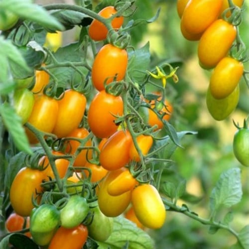 بذور طماطم ذهبي شيري