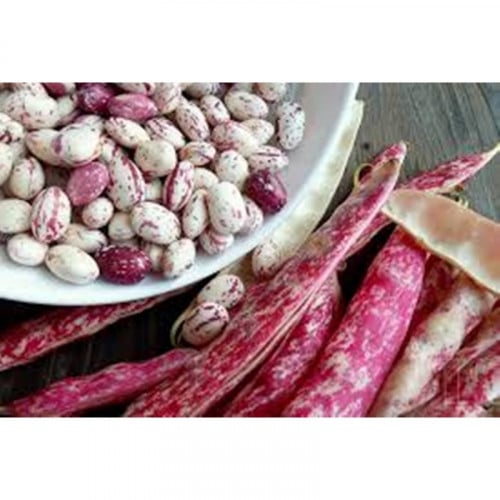 بذور فاصوليا كرانبري