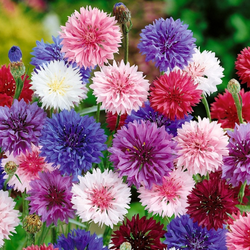 بذور ندى العنبر - ملون - Centaurea Cyanus