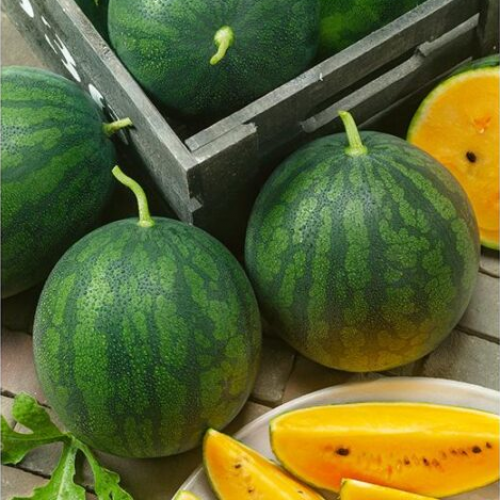 بذور بطيخ كرمسون أصفر حلو