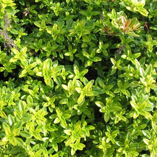 بذور الزعتر الشائع