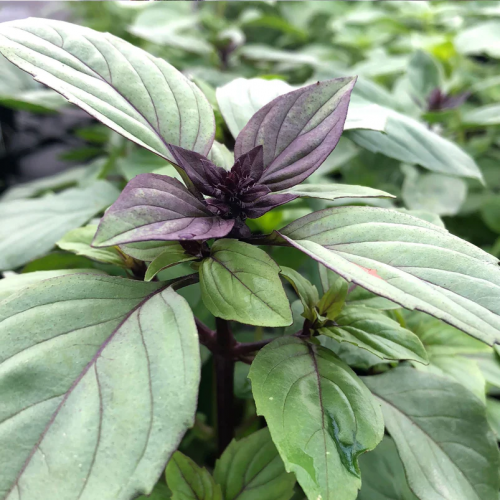 بذور الريحان بنكهة القرفة