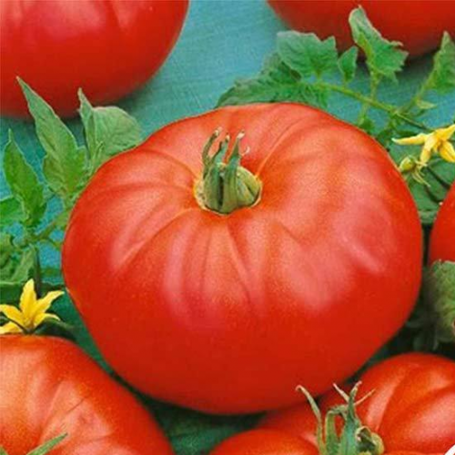 بذور طماطم بيف ماستر هجين F1