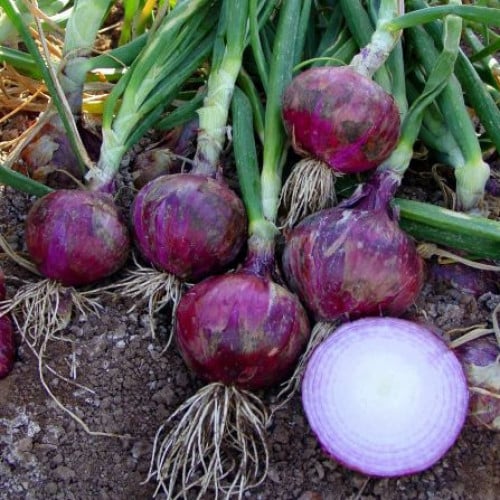 بذور بصل كاليفورنيا الأحمر هجين F1