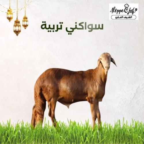 سواكني جذع مرابي