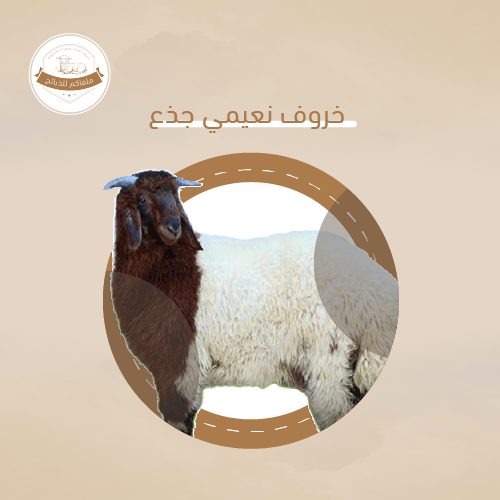 نعيمي بلدي وسط