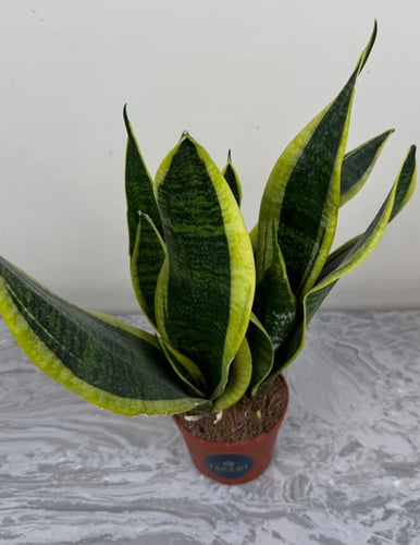 Tiger leather plant