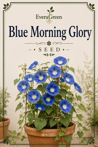 Blue morning glory