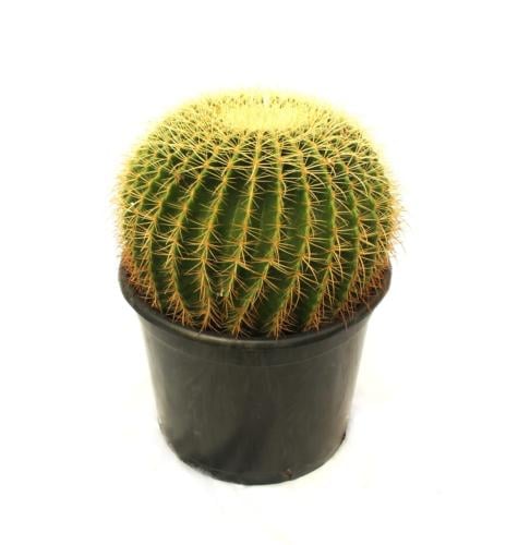 عمة القاضي مقاس 25*25 سم