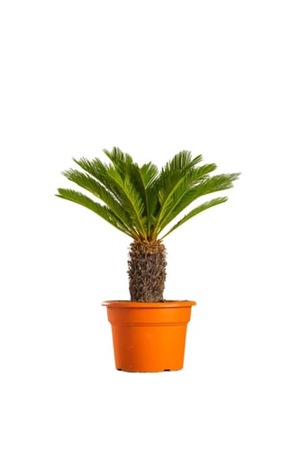 نخل سايكس متعدد المقاسات