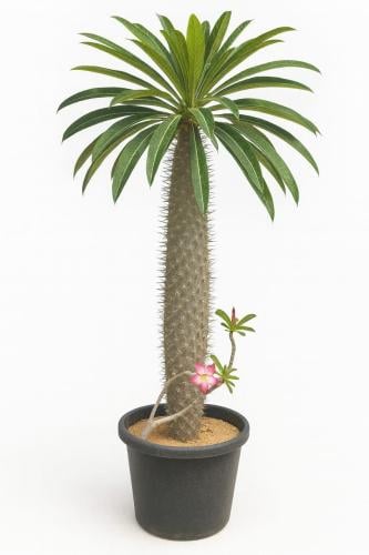 صبار باكيبوديوم متعدد المقاسات