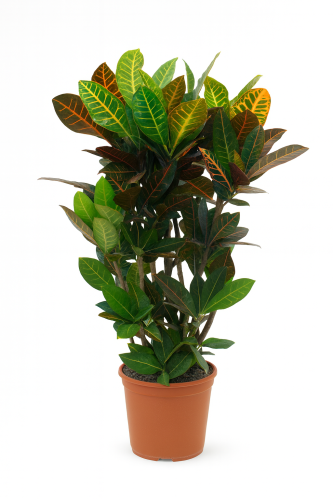 كروتون مقاس 100 سم