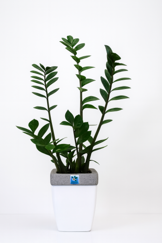 نبات الزاميا احجام مختلفه