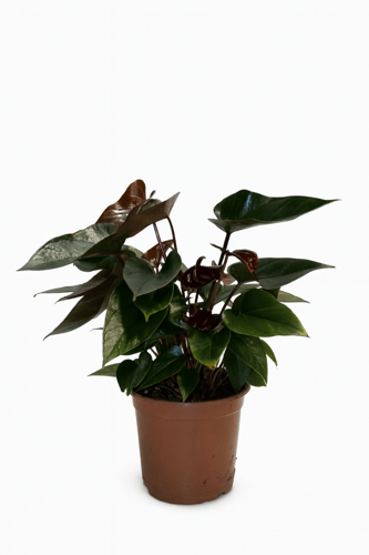 الأنثوريوم متتعدد الالوان مقاس 40 سم