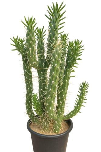 صبار الإيفوربيا الشوكية مصاس 80 سم