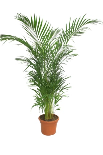 أريكا متعدد المقاسات