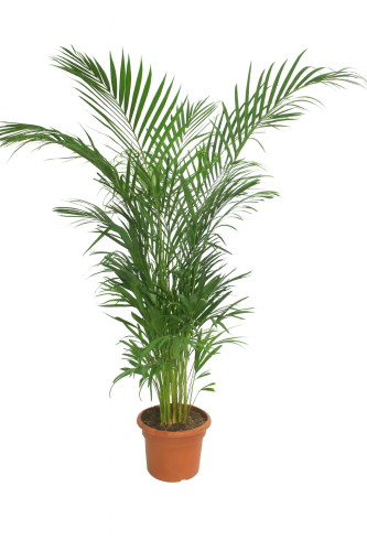 أريكا متعدد المقاسات