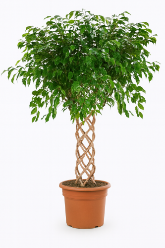 فيكس بنجامينا مجدول