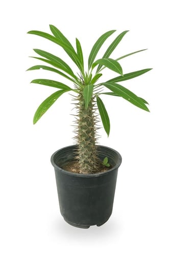 صبار باكيبوديوم متعدد المقاسات