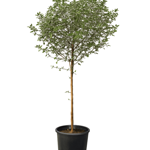 شجرة وايتكس متعدد المقاسات