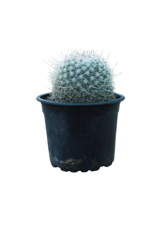 صباريات مقاس 15 سم