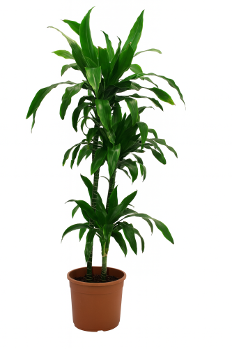 دارسينيا كامبوكت 150 سم