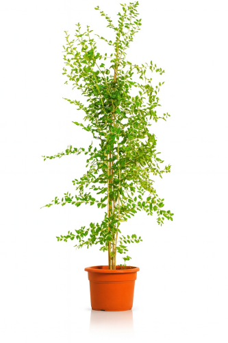 سدر صيني 90- 150 سم