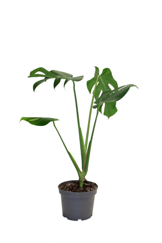 مونستيرا 60 سم