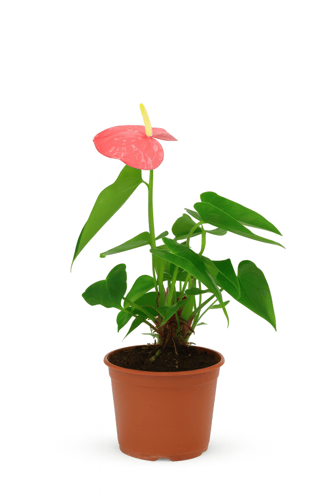 الأنثوريوم متتعدد الالوان مقاس 40 سم