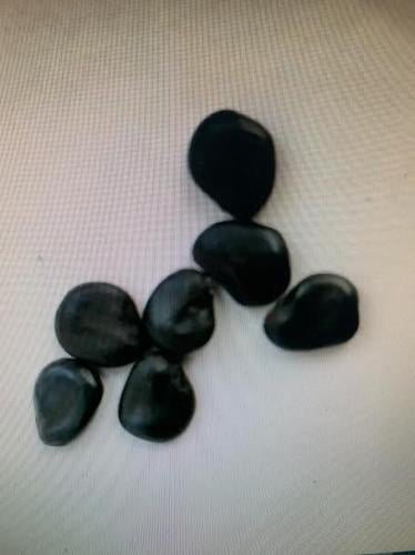 بذور شجرة اللوز الهندي ( 50 ) بذرة