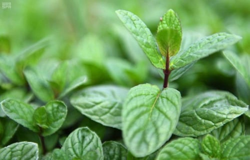 نعناع مغربي عضوي من المدينة المنورة