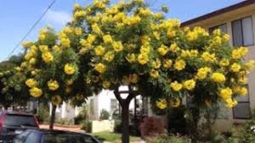 بذور شجرة الاكاسيا جلوكا 100 بذرة