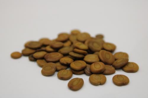 بذور شجرة اللبخ العملاق ( 30 ) بذرة