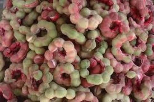 شجرة اللوز الهندي 1 متر