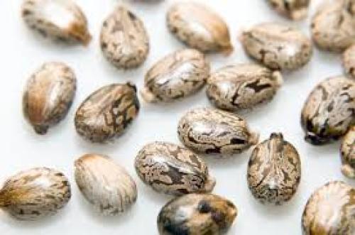 بذور خروع ( 30بذرة )