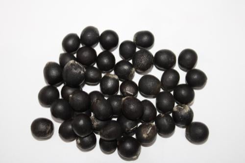 بذور شجرة الريتا الهندية ( 20 ) بذرة