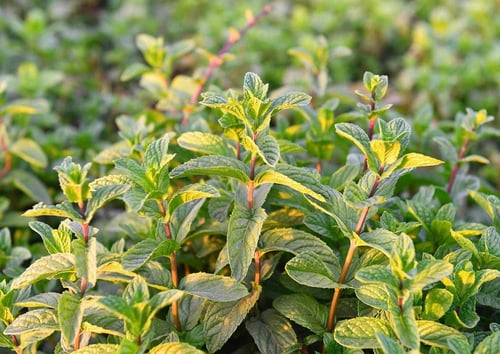 نعناع مغربي عضوي من المدينة المنورة