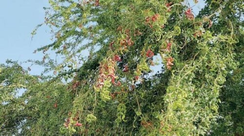 شجرة اللوز الهندي 1 متر